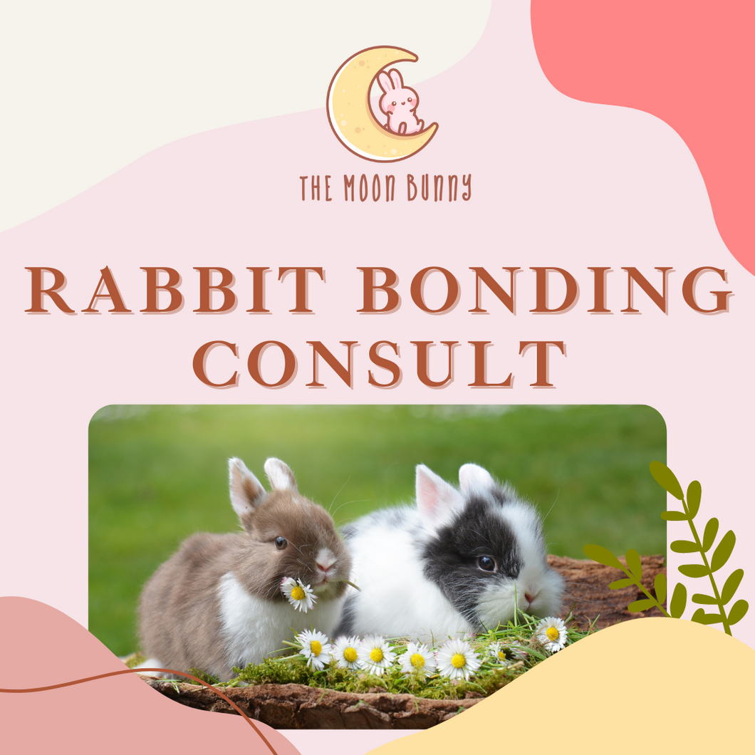 [PRIVATE] Rabbit Bonding Consult and Workshop