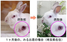 Load image into Gallery viewer, Wooly Rabbit Power (120 Tabs)